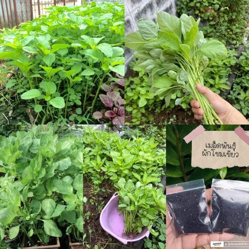 เมล็ดพันธุ์ผักโขมเขียวป๊อบ20 กรัม59บาท