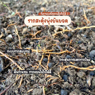 ปุ๋ยอินทรีย์ มือถือไม้ 25 กิโลกรัม (จำกัดการสั่งซื้อครั้งละ 1 กระสอบเนื่องจากน้ำหนักเยอะ)
