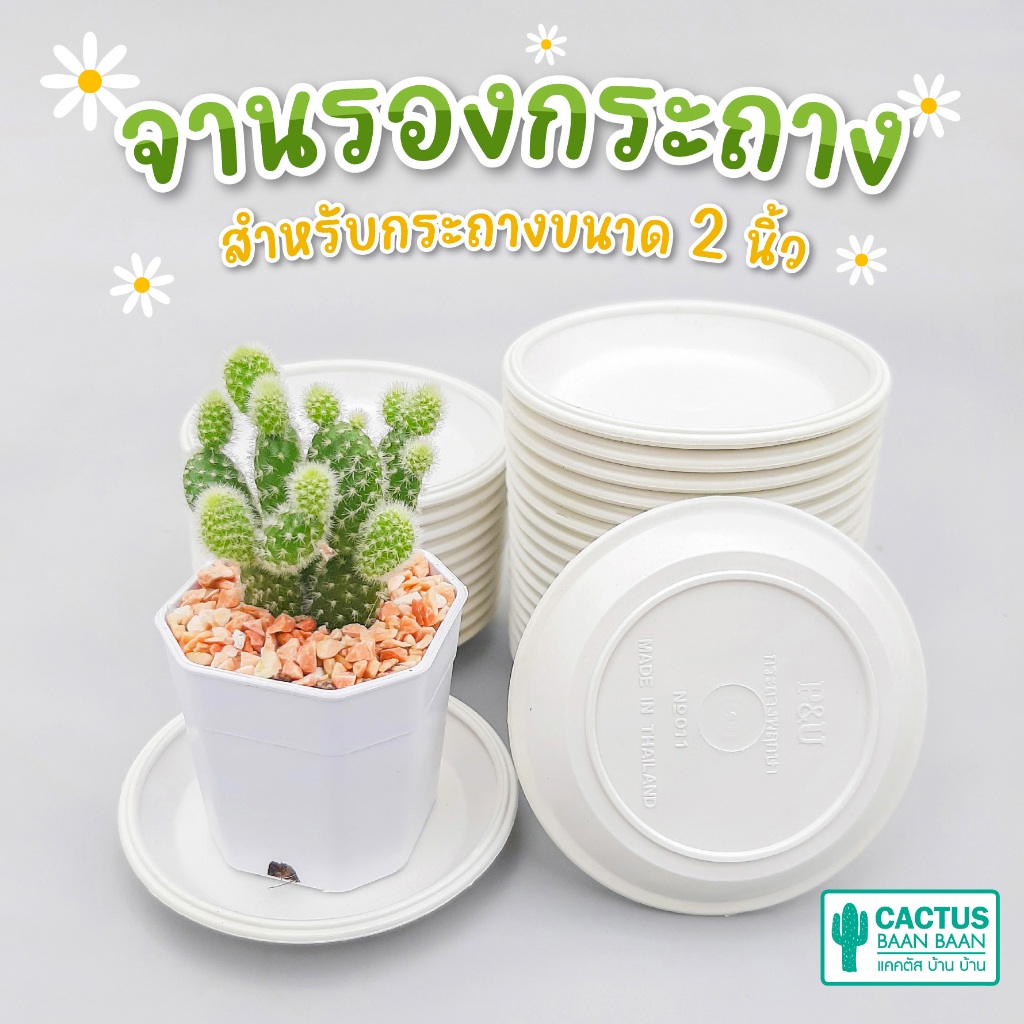 จานรองกระถางแคคตัส ถาดรองกระถาง ขนาด 3 นิ้ว