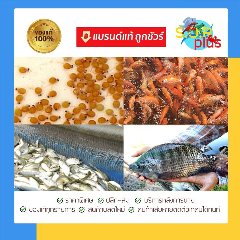 คอปเปอร์ซัลเฟต 1 กก คอปเปอร์ ทองแดง ️ CuSO4 กำจัดหอย ฆ่าเชื้อรา กำจัดพาหะ ปรับสภาพน้ำ บ่อปลา บ่อกุ้ง สัตว์น้ำทุกประเภท ราคา ถูกที่สุด ดีลบีเคเค แกลเลอรีภาพที่ 8