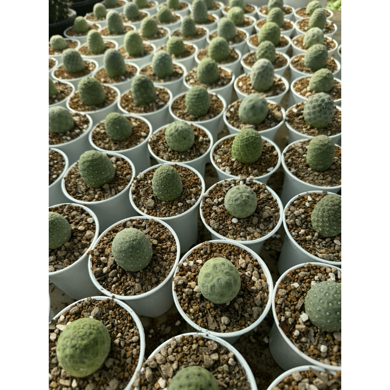 ไข่มังกร สวยๆ ผิวเนียน กระถาง3“นิ้ว Tephrocactus gemoetricus