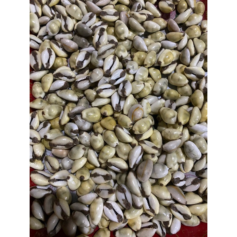 เบี้ยจั่น อุดชันณรงค์หรือขี้สูด ผสมอีพ็อกซี่ บรรจุปรอท