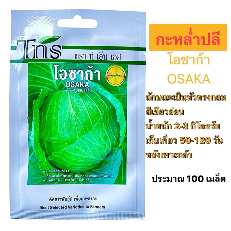tns กะหล่ำปลี โอซาก้า OSAKA (ประมาณ 100 เมล็ด)pro🌟
