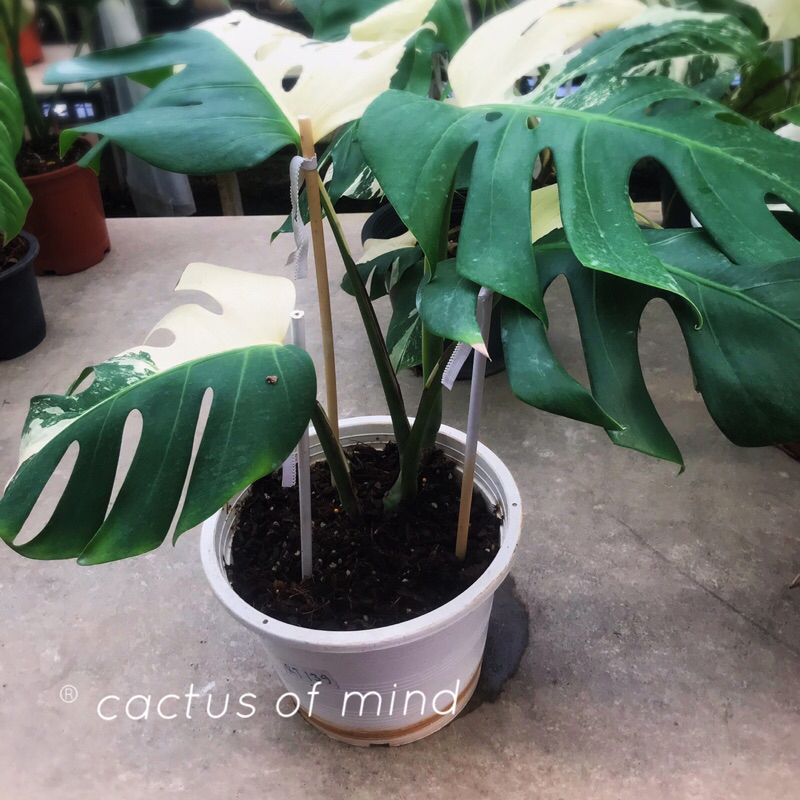 Monstera Albo Variegated  มอนสเตอร่า อัลโบ้ ด่าง