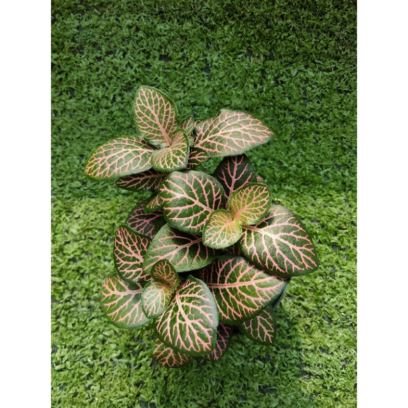 ต้นพรมออสเตรเลียแดงลายชมพู " Mistral "[ Fittonia  " Mistral " ]ในกระถาง3นิ้ว