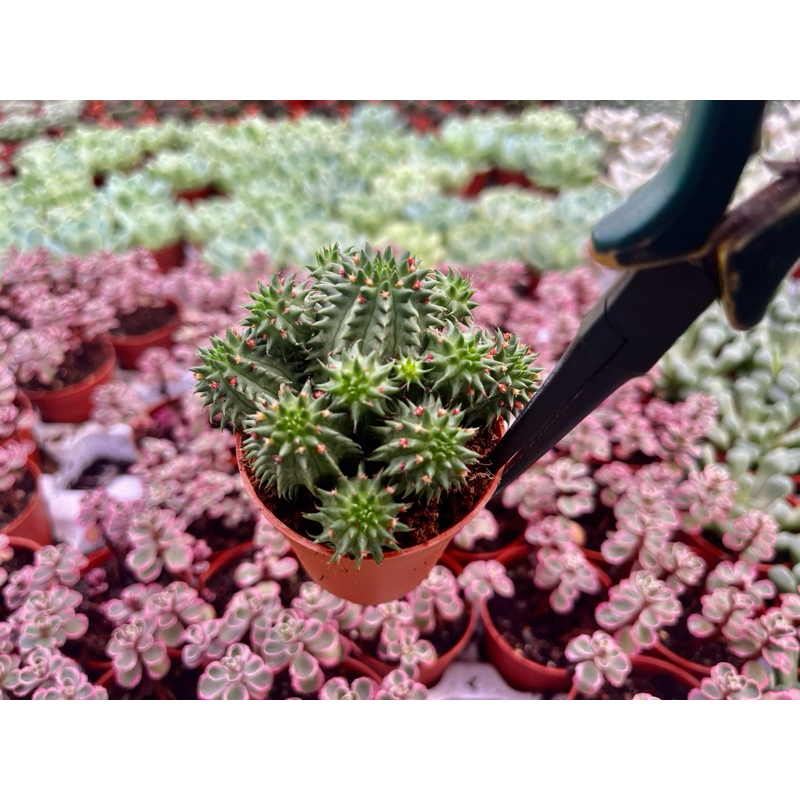 Euphorbia    suzannae