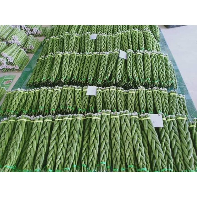 ว่านงาช้างถักเปีย อันละ25บาท