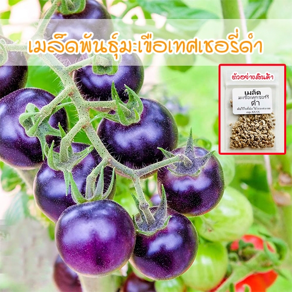 เมล็ดพันธุ์มะเขือเทศเชอรี่ดำBlack Cherry Tomato  8-25 เมล็ด ผลสดหวานปลูกง่าย(ซื้อ 10 แถม 1 คละได้