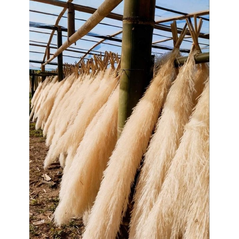 ดอกเลาสีธรรมชาติ ขาวทองและสีเทา (Pampas) ราคาต่อ1ก้าน ขั้นต่ำ3ก้าน เก็บต้นฤดูคุณภาพดี ไม่มีร่วง