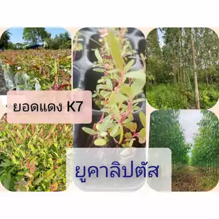 เมล็ดพันธุ์พืชยูคาลิปตัสพันธุ์เค7ยอดสีแดง 3,000 เมล็ด 99 บาท