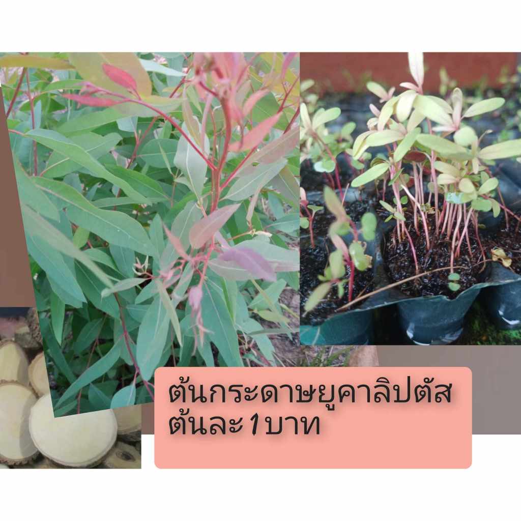 เมล็ดพันธุ์พืชยูคาลิปตัสพันธุ์เค7ยอดสีแดง 3,000 เมล็ด 99 บาท - รูปที่ 2