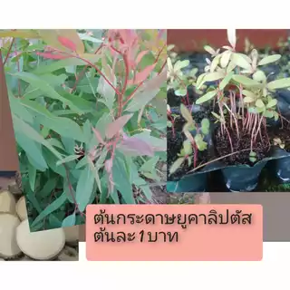 เมล็ดพันธุ์พืชยูคาลิปตัสพันธุ์เค7ยอดสีแดง 3,000 เมล็ด 99 บาท