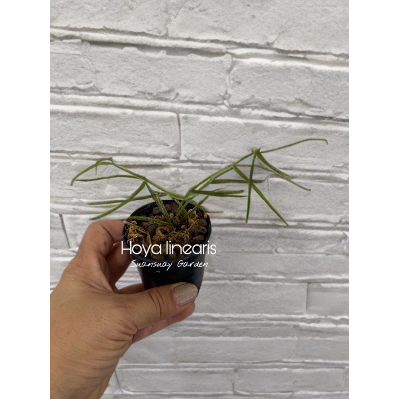 Hoya linearis โฮยาน่ารัก น่าสะสมที่สุดตัวนึง จัดส่งในกระถางขนาด 2 นิ้ว