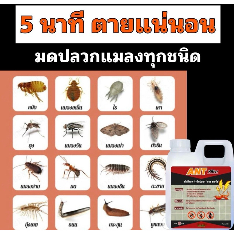 กำจัด ปลวก มด ตายยกรัง 1ลิตรฟรี1ลิตร - รูปที่ 2