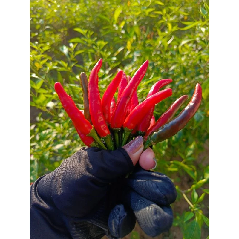 พร้อมส่งจ้า🌶ขายเป็นกิโล🌶พริกสด พริกจินดาไทย พริกบ้านๆ ไร้สารเคมี🌶🫑