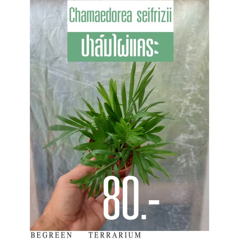 เปิดขายต้นปาล์ม ไผ่แคระ Chamaedorea Seifrizii