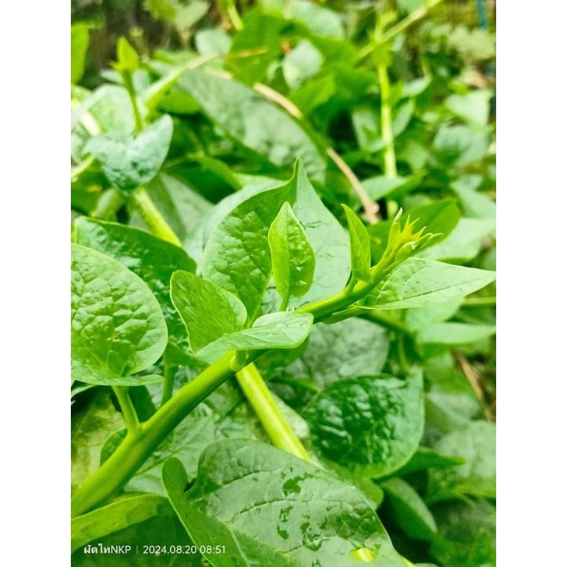 ต้นกล้าผักปังเขียว ผักปังแดงแดง พันธุ์ใหญ่