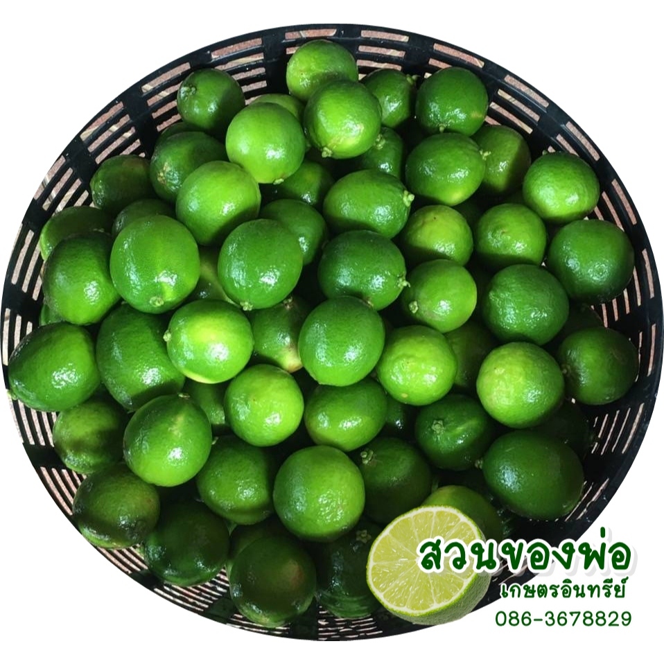 มะนาวไร้เมล็ดน้ำหนัก2กิโลกรัม62เก็บสดวันต่อวัน#โปรดอ่านรายละเอียดก่อนสั่งซื้อนะคะ