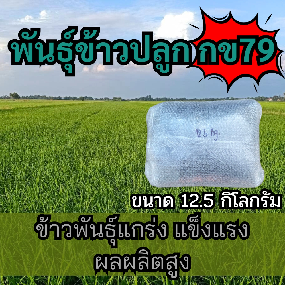 เมล็ดพันธุ์ข้าว ข้าวปลูก กข79 พันธุ์ข้าวปลูก กข79 พันธุ์ข้าว กข79  ขนาด 12.5 กิโลกรัม