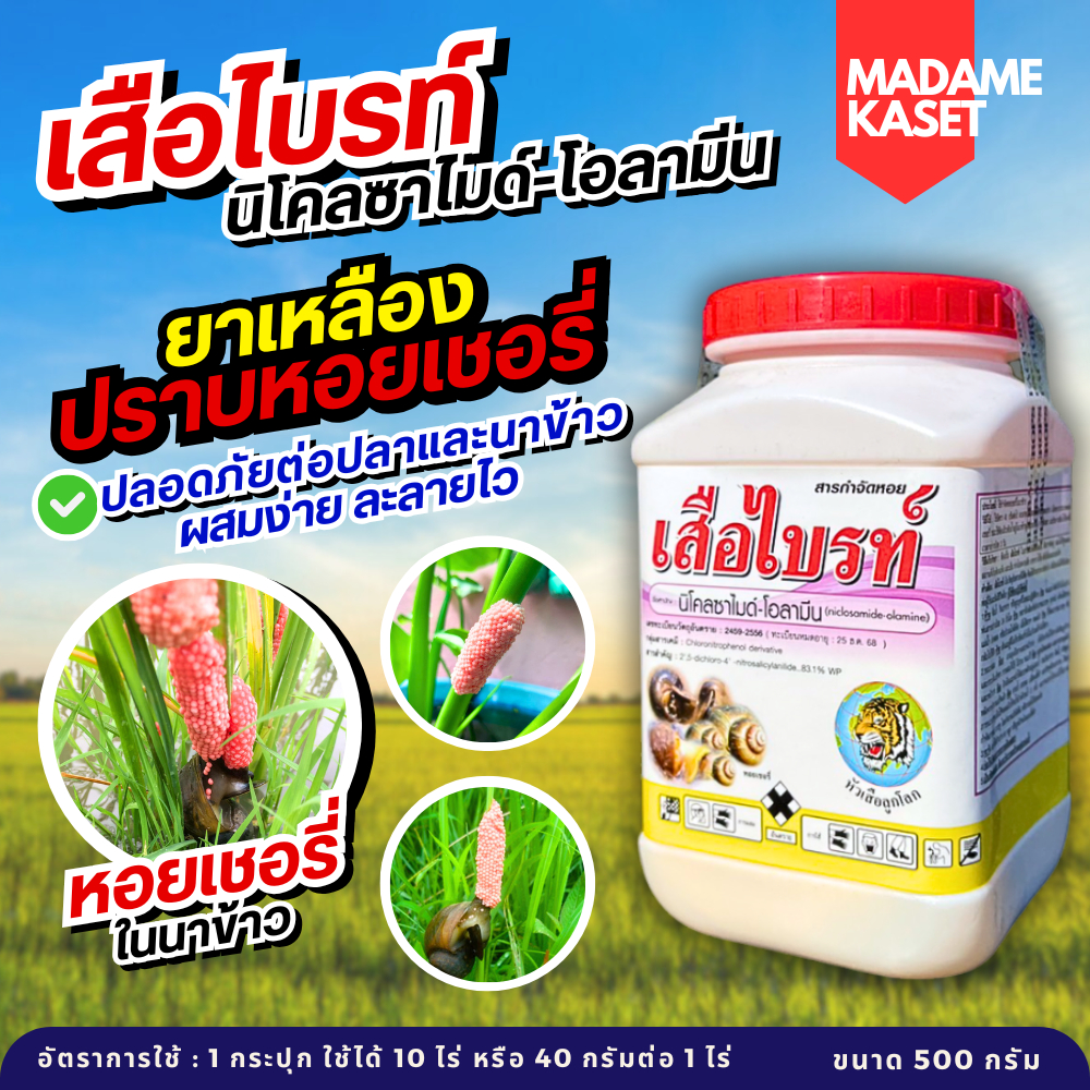 ขายดี!! เสือไบร์ท 500 กรัม (นิโคลซาไมด์-โอลามีน) ยาเหลืองตัวเก่งกำจัดหอยเชอรี่ ในนาข้าว