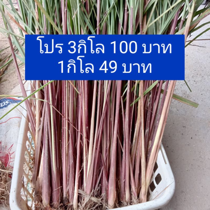 ตะไคร้หอม พันธุ์ตะไคร้หอม 1 กิโล มีรากติดสามารถเพาะปลูกได้