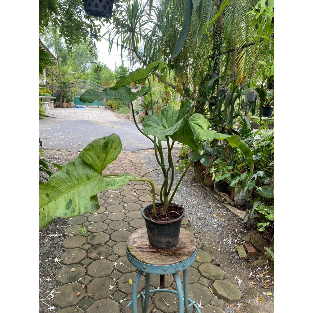 philodendron paraiso verde ต้นใหญ่
