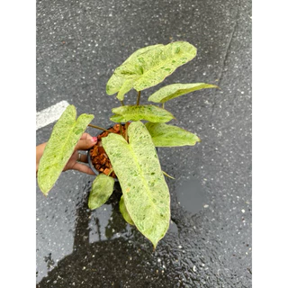 ต้นพาไรโซ่ ฟิโลเดนดรอนพาไรโซ่ (Philodendron Paraiso Verde)