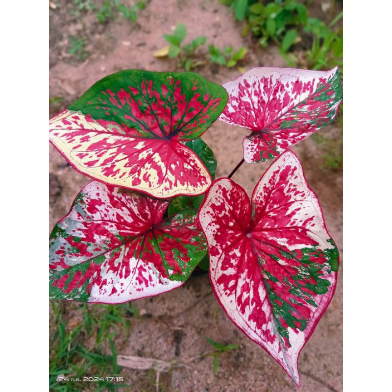 บอนสีเพชรเจ็ดสี บอนสีแรร์ในอดีต