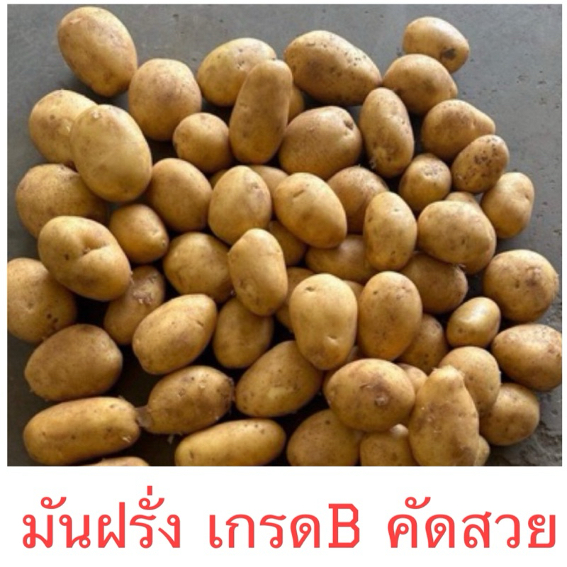 มันฝรั่ง มันนอก มันฝรั่งคัดสวย มันอลู มันฝรั่งสวย