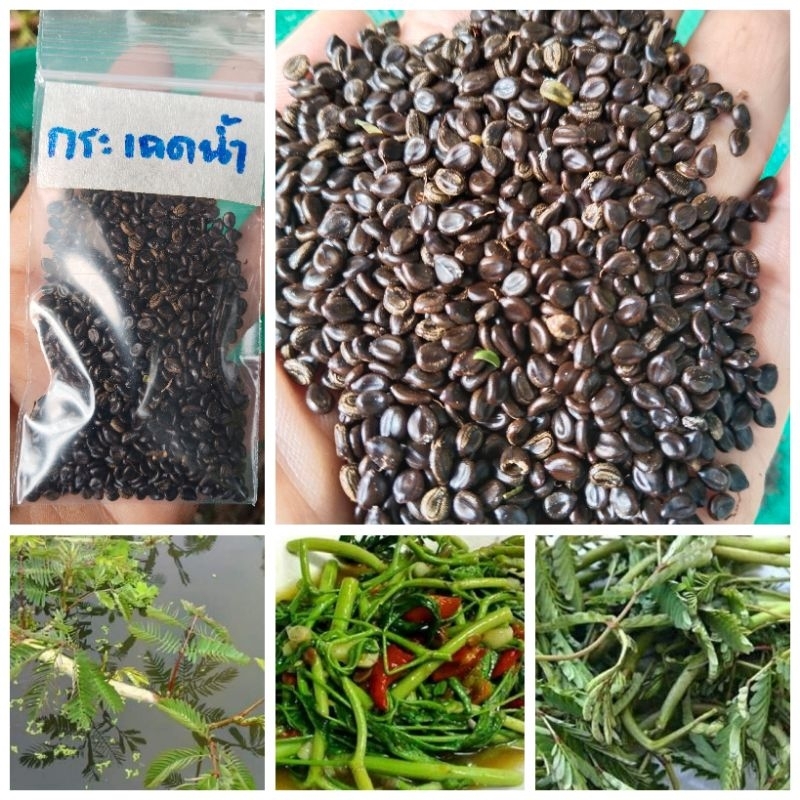 ผักกระเฉดน้ำ ขายเมล็ดพันธุ์ 1 ชุด 50 บาทบรรจุราว 400 เมล็ดน้ำหนัก 10 กรัม