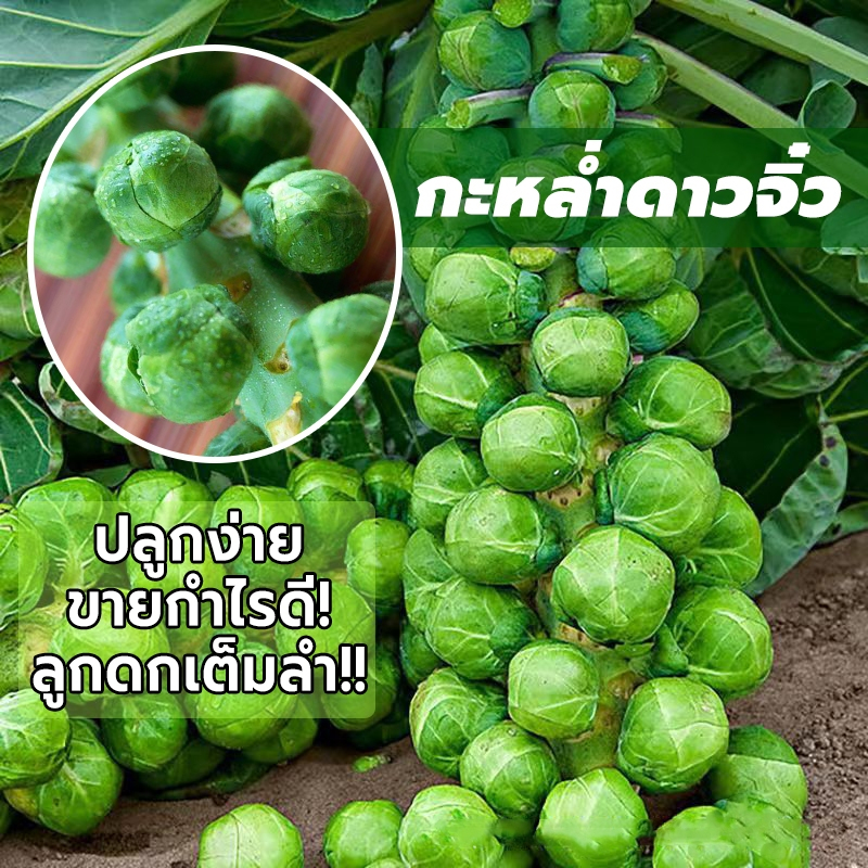 เมล็ดพันธ์ุกะหล่ำดาวสีเขียว ซองละประมาณ 100 เมล็ด