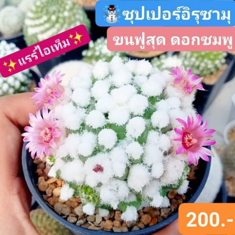 แรร์ไอเท็ม ซุปเปอร์อิรุซามุ ดอกชมพู ขนนุ่มฟูสุดๆ ต้าวขนนุ่มที่ทุกคนหลงรัก