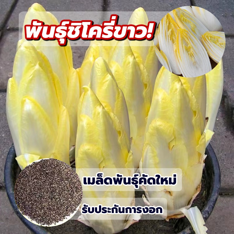 เมล็ดพันธุ์ชิโครี่ขาว ซองละ 2 g (ประมาณ 1800 เมล็ด)