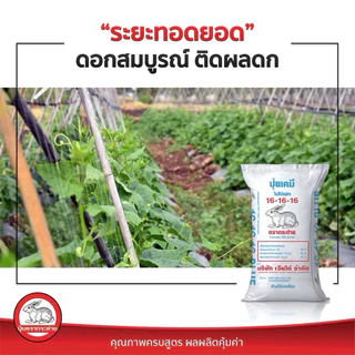 16-16-16กระต่ายบลู (เม็ดสีฟ้า) ปุ๋ยแตงโม และพืชผัก ผลไม้