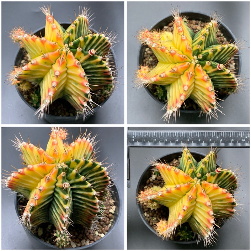 กระบองเพชร ยิมโนด่าง ไซด์พี่ยักษ์ใหญ่🌵 แคคตัสในกระถาง 5 นิ้ว ❌มีจำนวนจำกัด ราคานี้ หมดแล้วหมดเลย❌ - รูปที่ 6