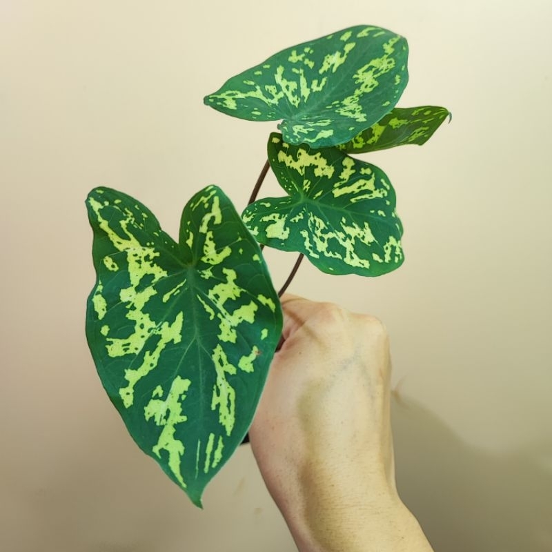 บอนสี เสือพราน ระบบรากแข็งแรง Caladium Hilo Beauty บอนเสือพราน บอนสีเสือพราน เสือพราน