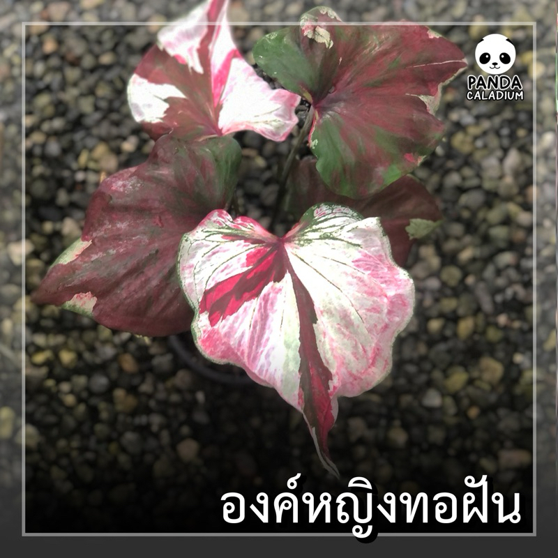 บอนสี องค์หญิงทอฝัน กระถาง 4“