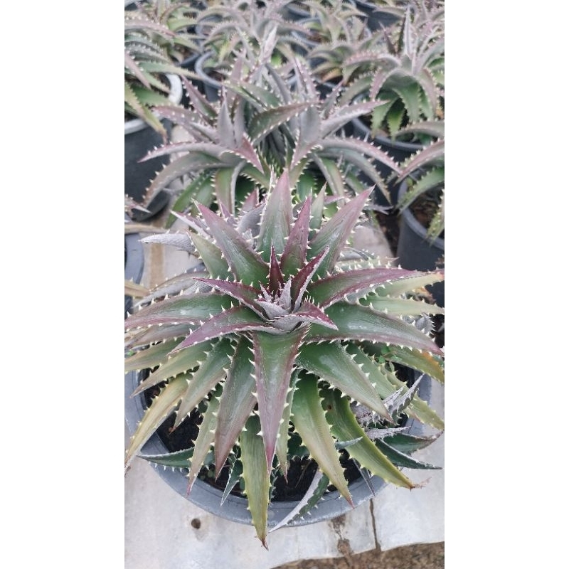 สับปะรดสี ดิกเกีย dyckia สับปะรดหนาม