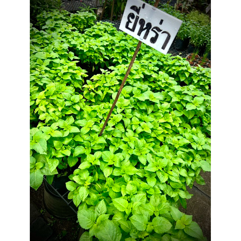 ต้นยี่หร่า Tree Basil. Clove Basil. Shrubby Basil. กะเพราญวน จันทร์หอม เนียมต้น โหระพาช้าง กะเพราควาย พืชสมุนไพร