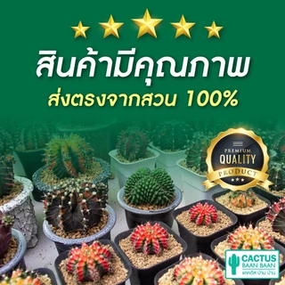 กระบองเพชร แคคตัส ต้นใหญ่ กระถางสีขาว 3 นิ้ว [จัดส่งทั้งกระถาง]