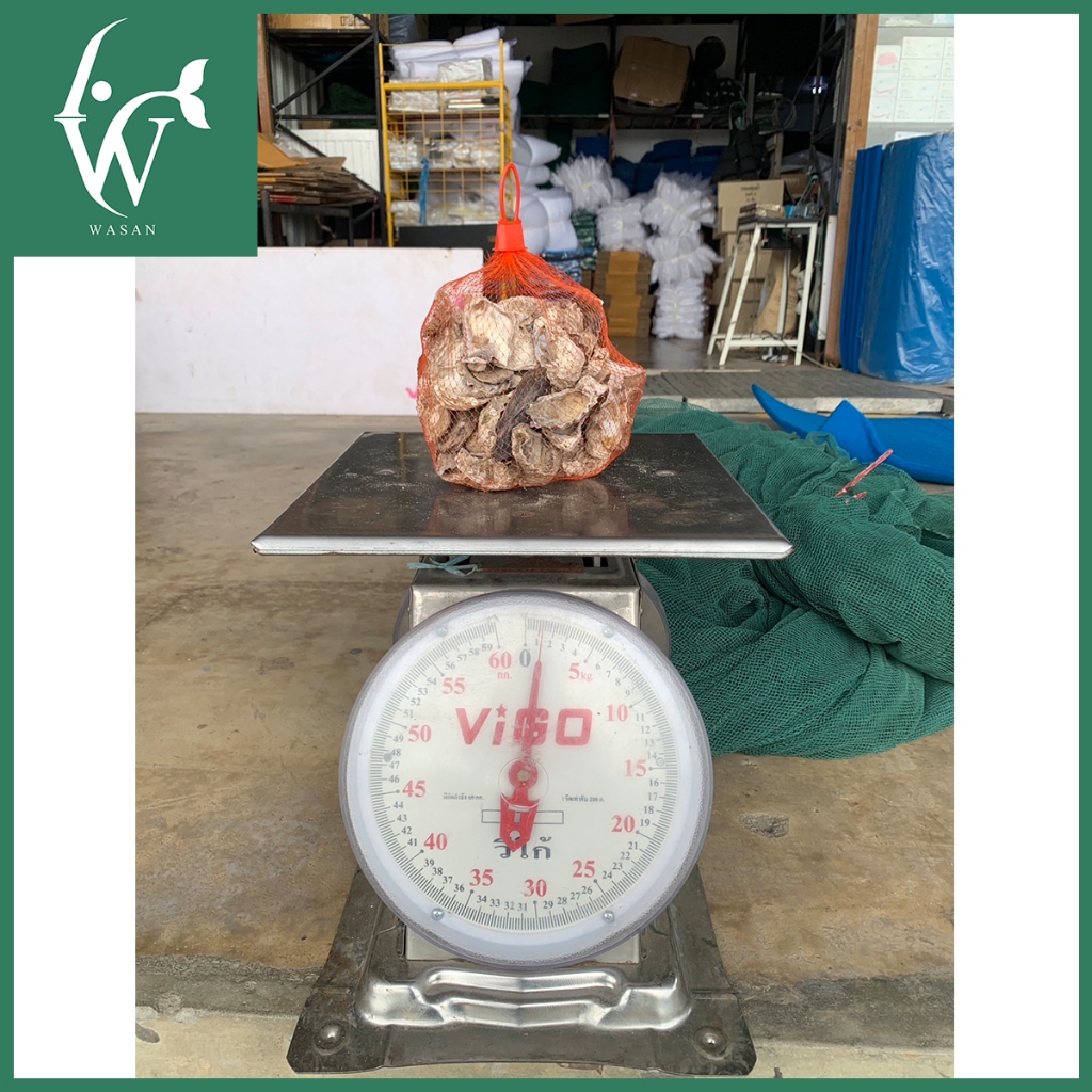 เปลือกหอยนางรมขนาด 500 g./1 kg.ใส่ถุงตาข่ายแดง  เปลือกหอยกรองน้ำ - รูปที่ 3