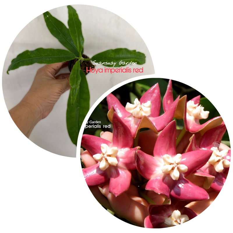 Hoya imperialis red (big flower) โฮยาจักรพรรดิแดง ดอกใหญ่ สีสดใส จัดส่งในกระถางขนาดขนาด 1 นิ้ว