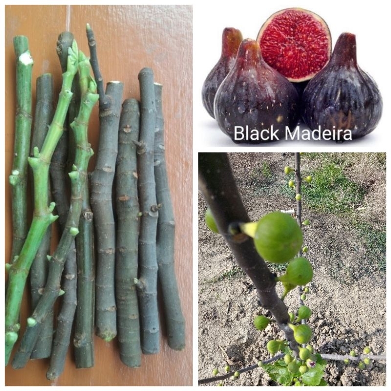 กิ่งสดสำหรับชำ Black Madeira kk. ราชามะเดื่อจำนวน4กิ่งมีจำกัด