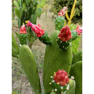 กระบองเพชรใบเสมา Opuntia cochenillifera มีแถม คัดใบหนาใหญ่ตัดสดป้ายน้ำยากันเชื้อรา โอพันเทียหูกระต่าย มิกกี้เม้า opuntia