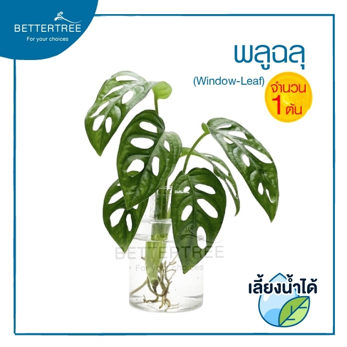 พลูฉลุ (จำนวน 1 ต้น) ต้นไม้ฟอกอากาศ ไม้น้ำ monstera adansonii พลูด่าง