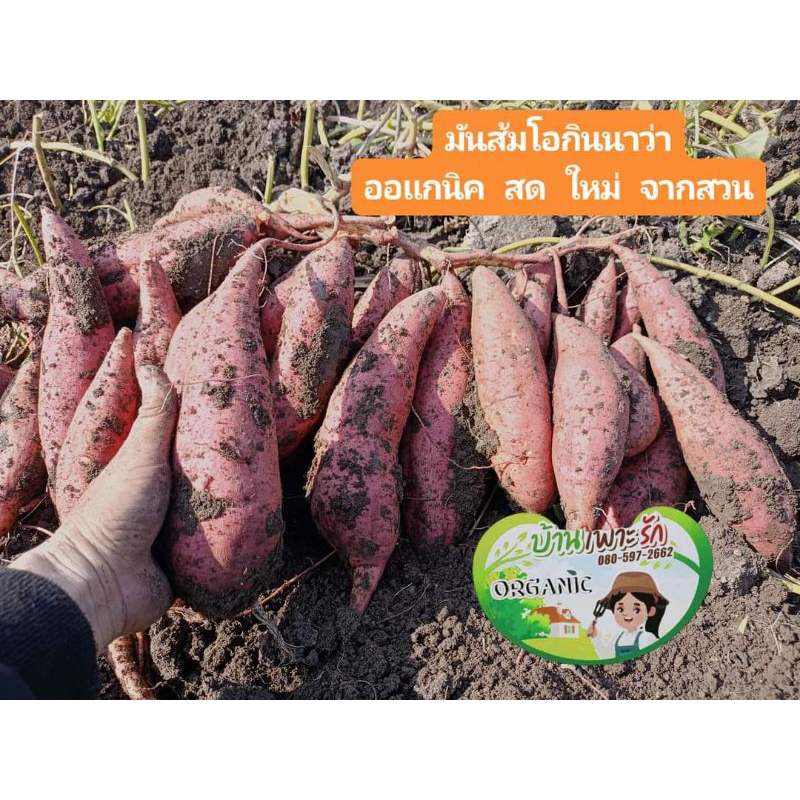 มันหวานญี่ปุ่น สายพันธุ์ส้มโอกินาว่า "ปลูกโดยดินไทย"สด ใหม่จากสวน