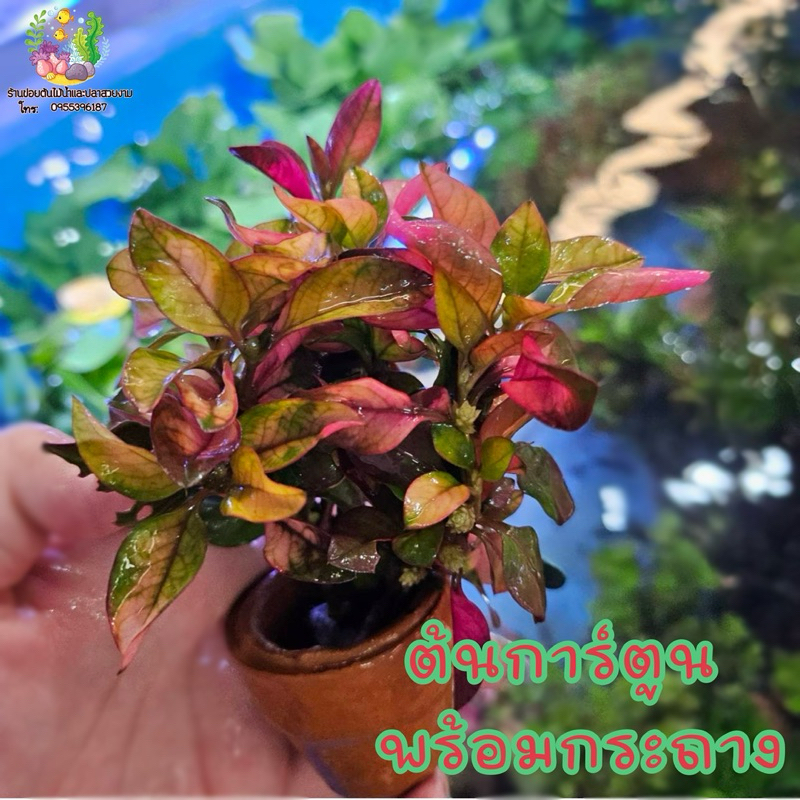 ต้นการ์ตูน พร้อมกระถาง🌱💦