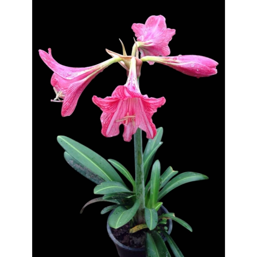 ว่านรางทอง-ว่านสี่ทิศ(Amaryllis) ดอกสีชมพูบานเย็น