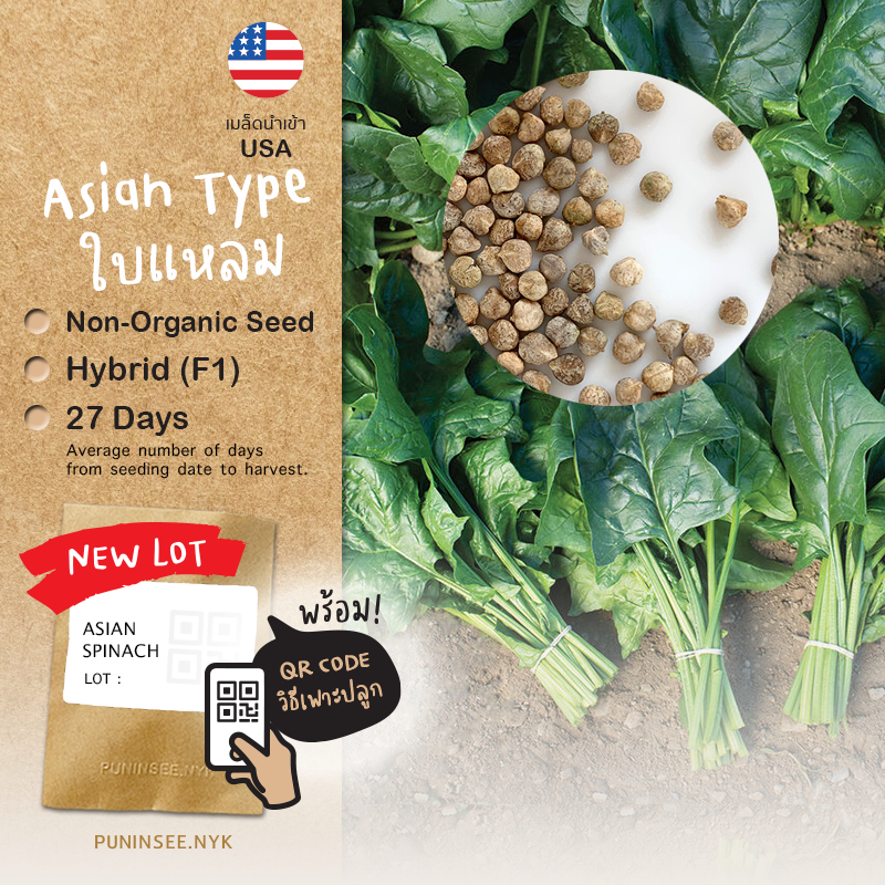 เมล็ดผักนำเข้า ปวยเล้ง Asian Spinach ใบแหลมก้านยาว (F1) คนไทยส่วนใหญ่เรียกผักโขม ผักฤดูหนาวอากาศเย็น