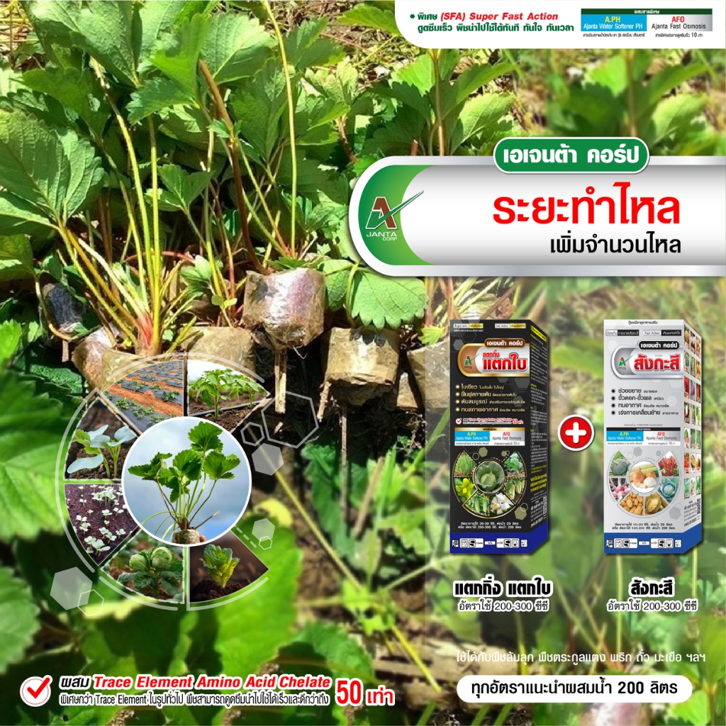 ชุดระยะทำไหลปลูก สตรอว์เบอร์รี่ ทนอากาศ เร่งเคลื่อย้าย ใบหนา ใบเขียว เตรียมต้นพร้อมออกดอก เอเจนต้า คอร์ป (แพ็กคู่ 1ลิตร)